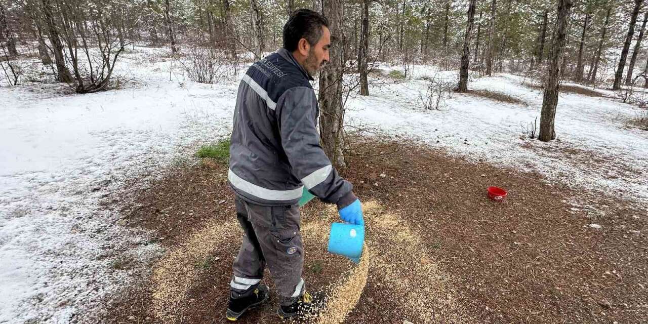 Çorum Belediyesi yaban hayvanlarını unutmadı