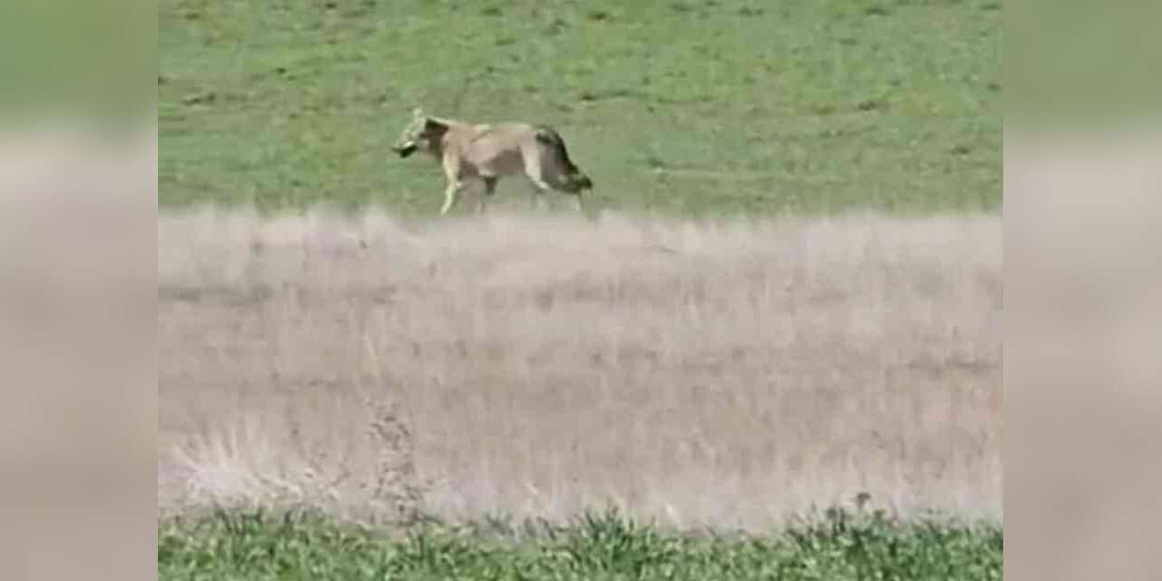 Ankara’da aç kalan kurtlar tarlalara indi