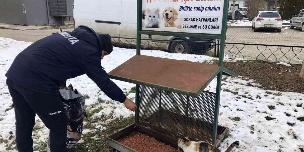 Taşköprü Belediyesi sokak hayvanlarını unutmuyor