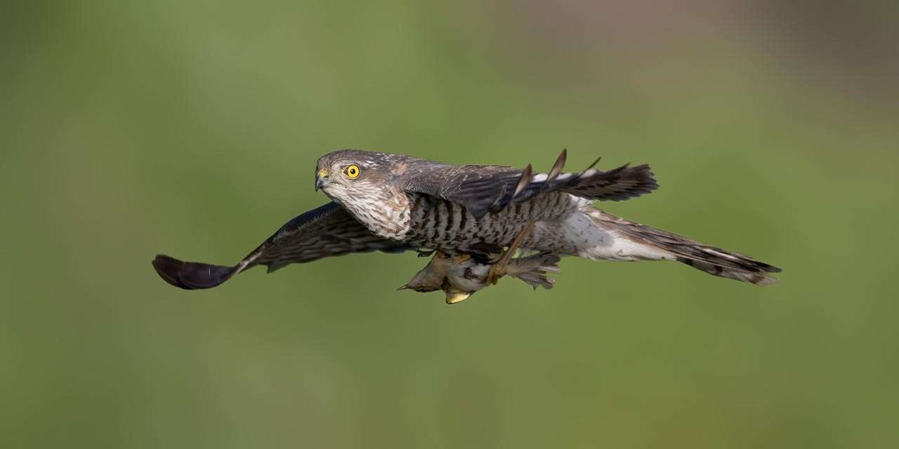 Ankara’da kanadı kırık atmaca tedavi edildi