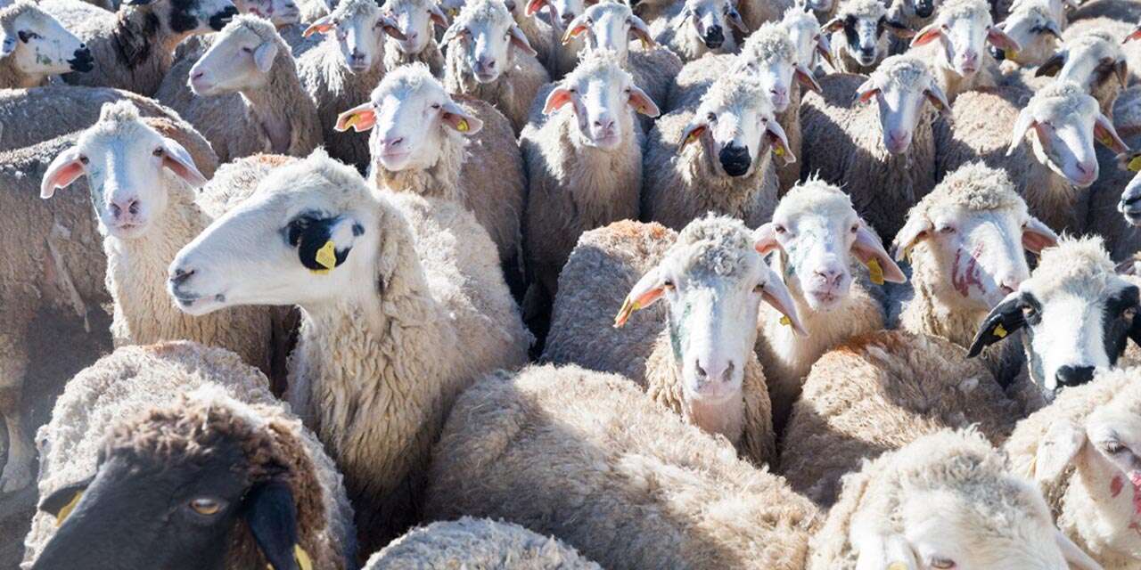 Kırıkkale’de hayvancılıkla yeni dönem sözleşmesi! İmzalar atıldı!