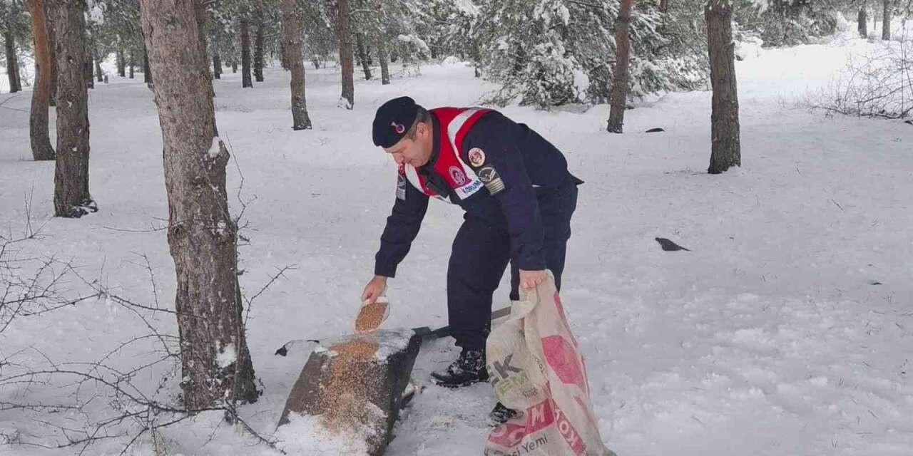 Jandarma ekipleri doğadaki canlıları unutmadı