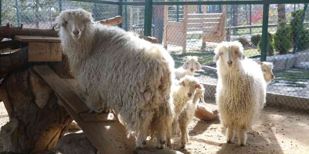 Endemik Vadi’de Ankara’nın 4 beyazı