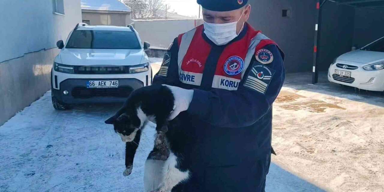 Bacağı kopmak üzere olan kedi HAYDİ ekiplerince kurtarıldı