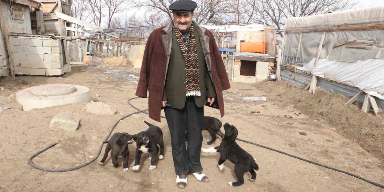 Başkentin siyah bekçileri: Haymana Karası