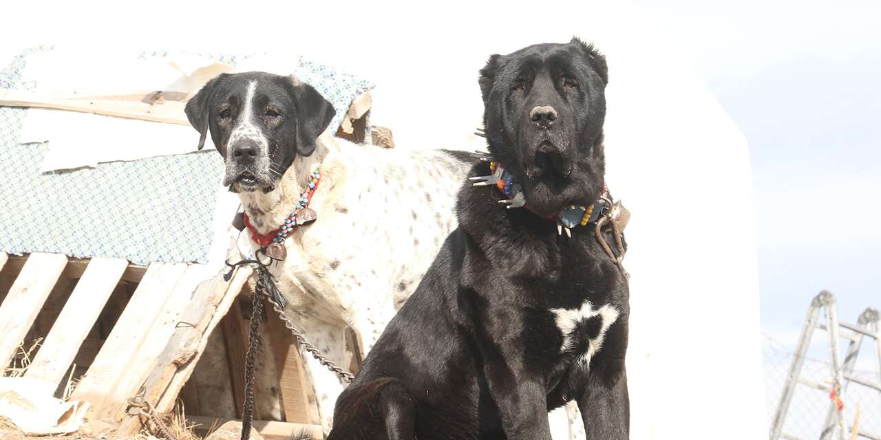 Başkentin siyah bekçileri: Haymana Karası