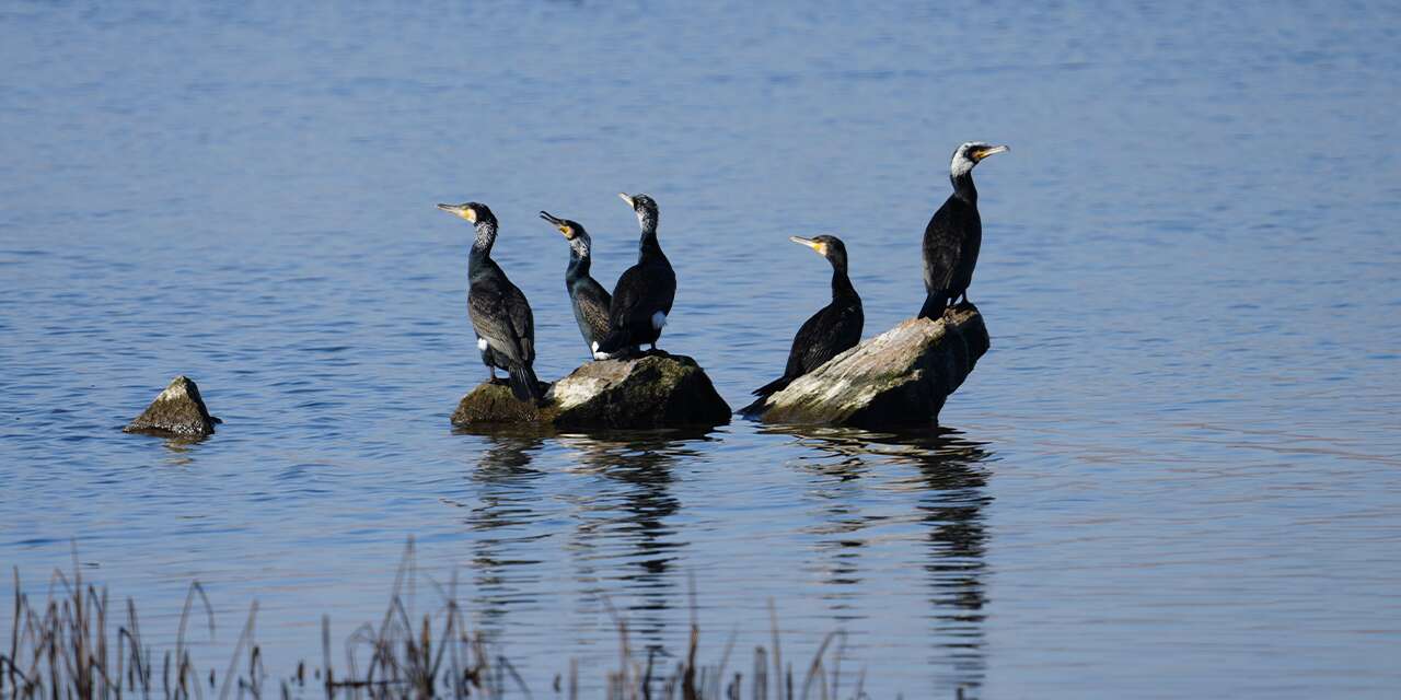 Kırıkkale’nin Sessiz Misafirleri