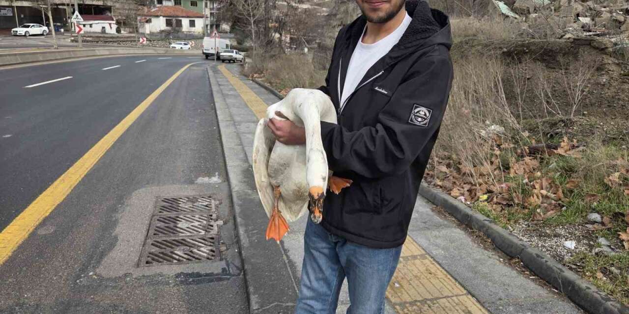 Çiftlikten kaçıp yola atlayan kaz sürücülere zor anlar yaşattı