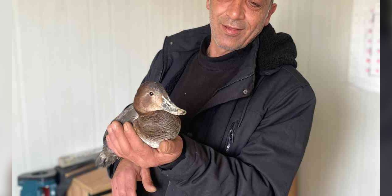 Şantiyede yaralı halde bulduğu ördeğe çocuğu gibi baktı