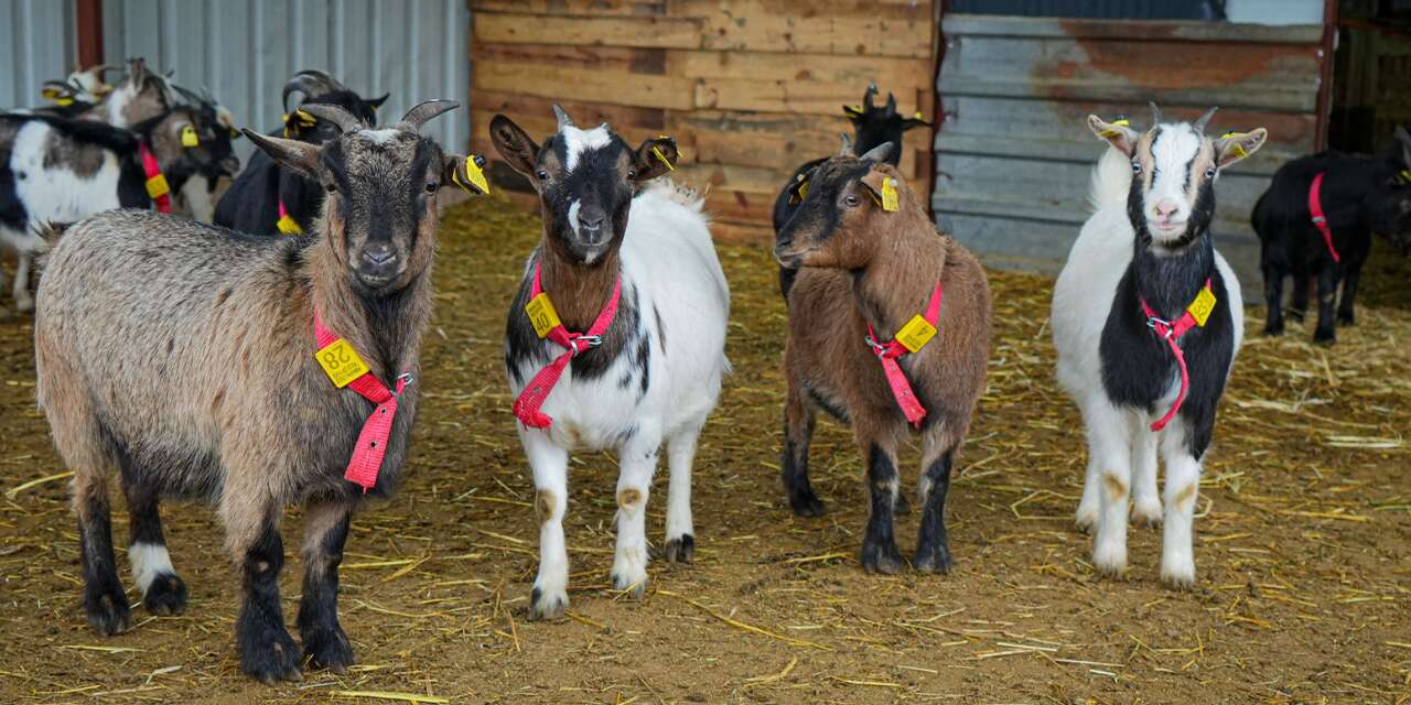 Kedi ve köpeklere rakip çıktı! Yeni evcil alternatif ‘Cüce Keçi’