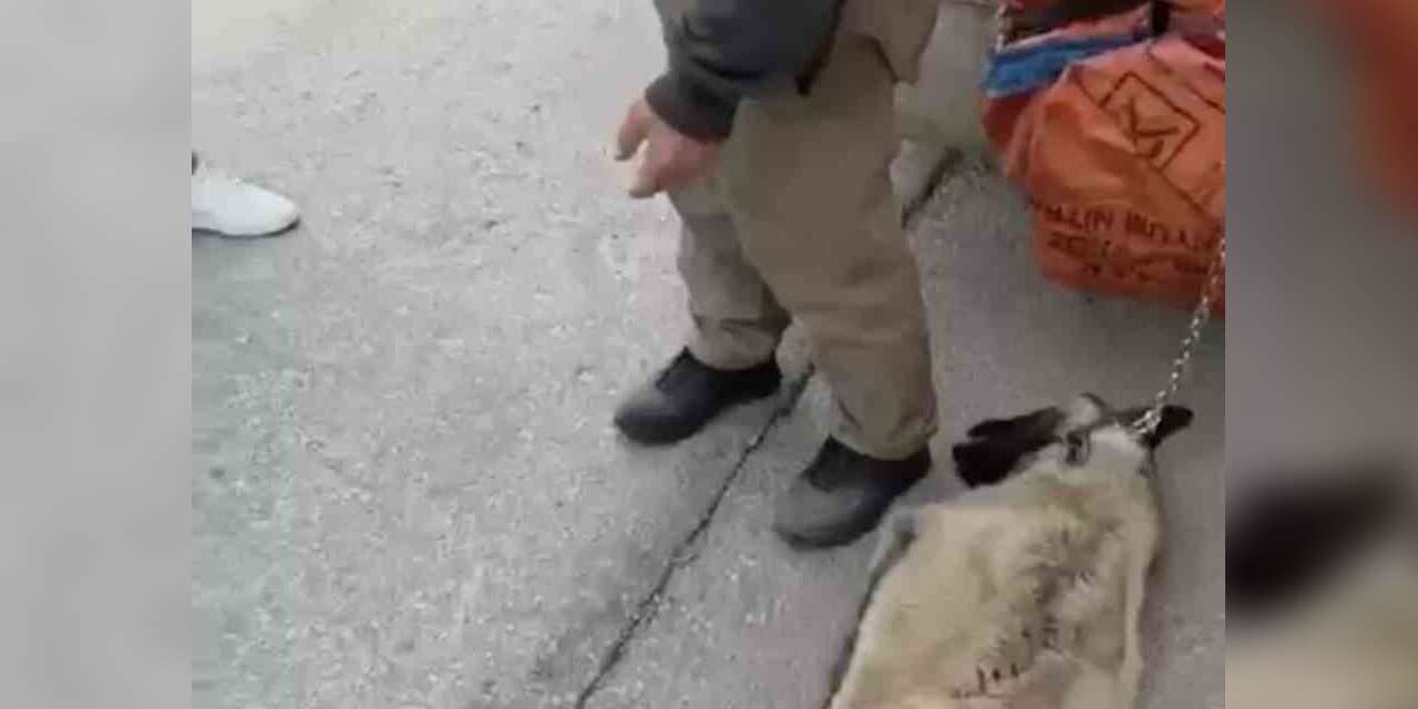 Ankara’da kamyonetin arkasına köpeği bağlayıp sürükleyen sürücü gözaltına alındı