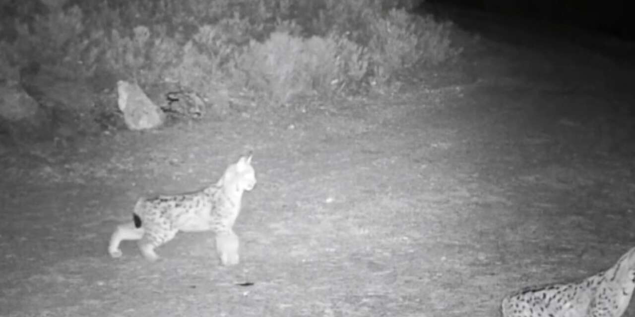 "Ormanın hayaleti" vaşak kamerada