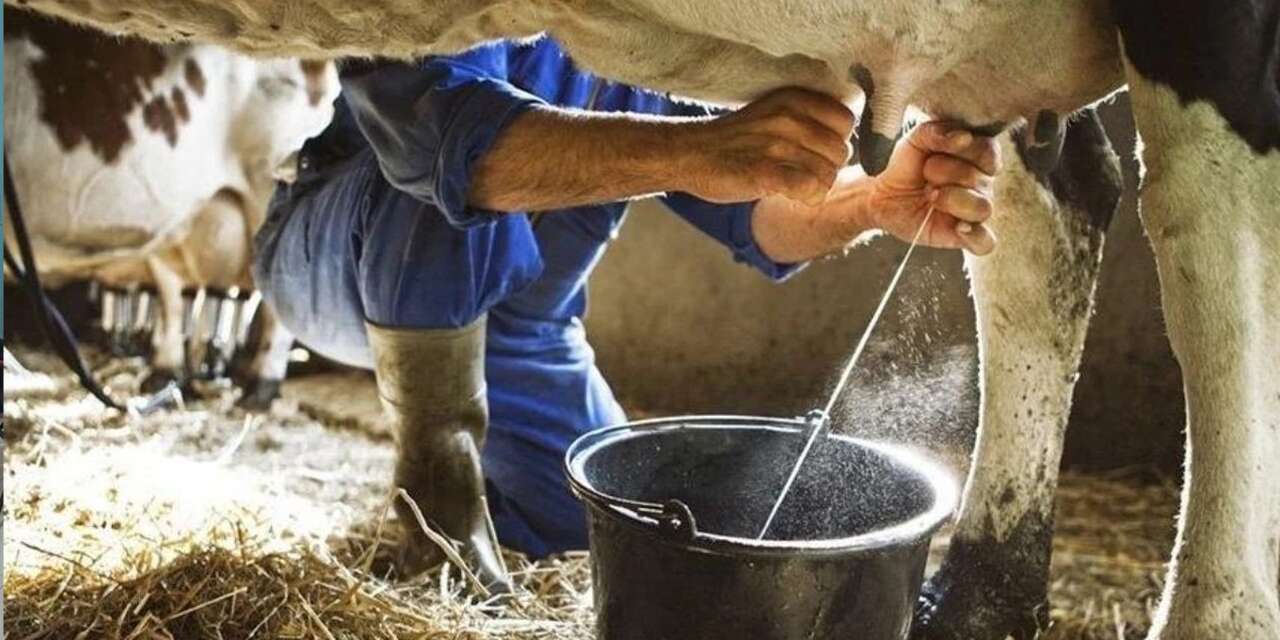 930 bin 898 ton inek sütü toplandı