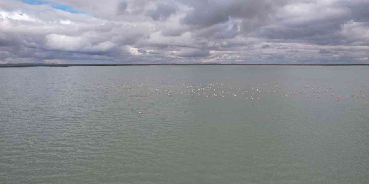 Seyfe Gölü’nde flamingo cümbüşü havadan görüntülendi