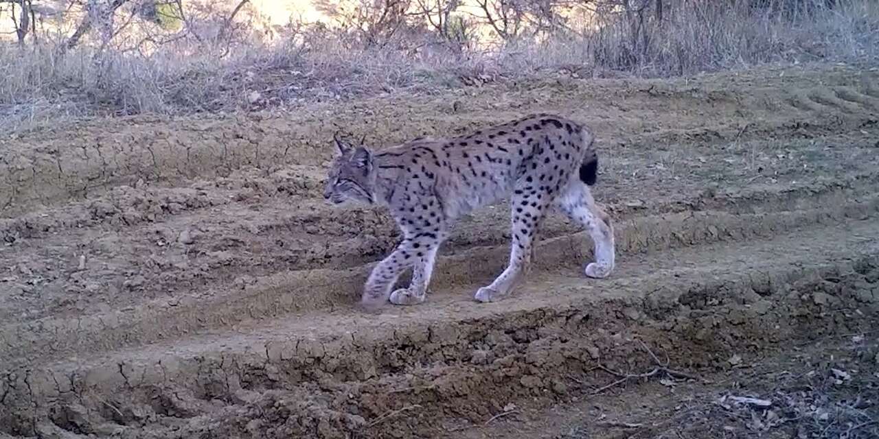 Kırmızı listedeki ormanın hayaleti vaşak fotokapana takıldı