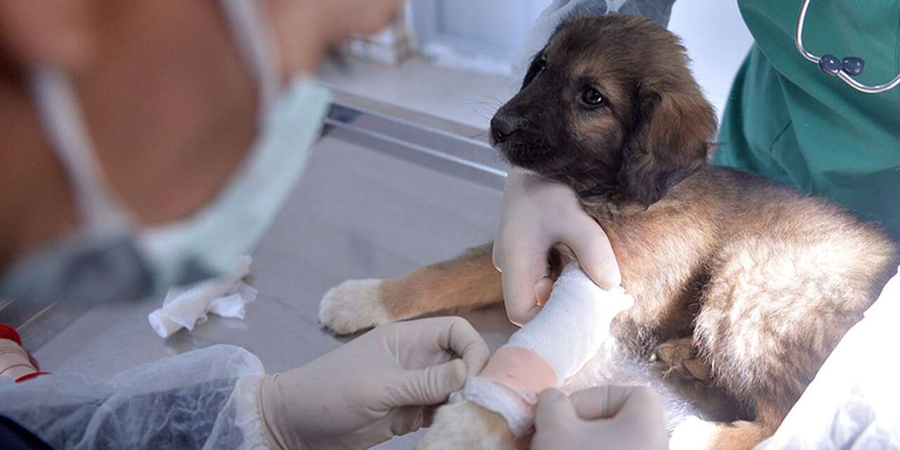 Veteriner harcamaları bu yıl artış gösterdi
