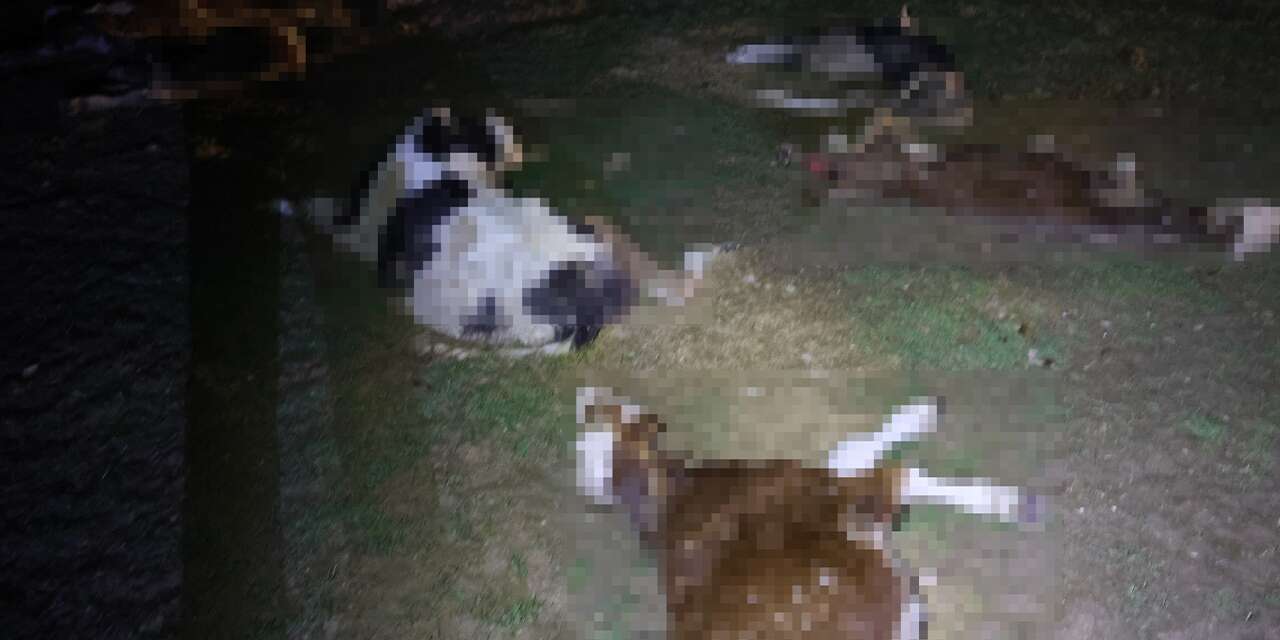 Jandarma harekete geçti, hepsi ölü bulundu!