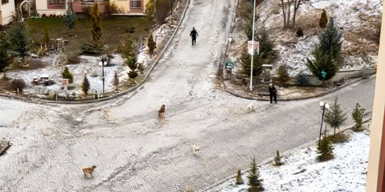 Sokak köpeklerinin saldırısına uğrayan kadını vatandaşlar kurtardı