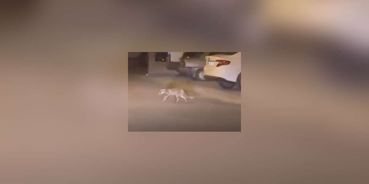 Ankara’da aç kalan tilki mahalleye indi