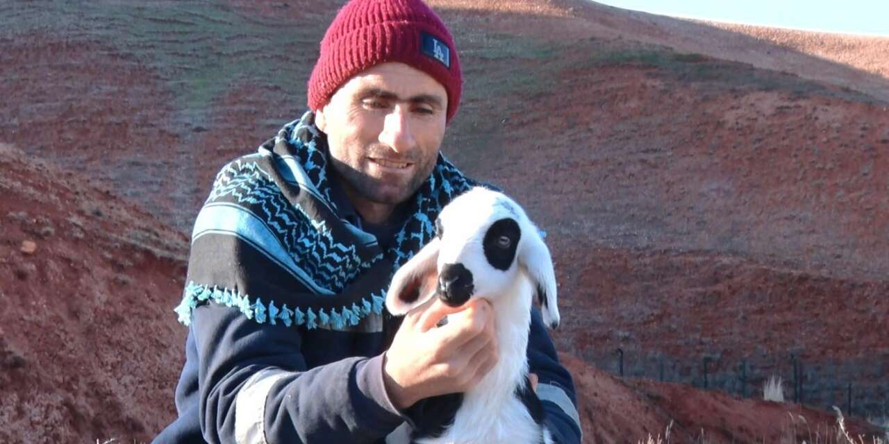 Başkent’te kuzuların anneleriyle buluşma anı dronla görüntülendi