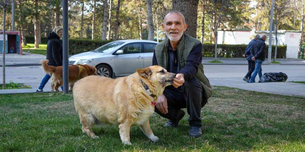 13 yaşındaki obez köpek ’Kız’, yürüyüş yaparak zayıflıyor