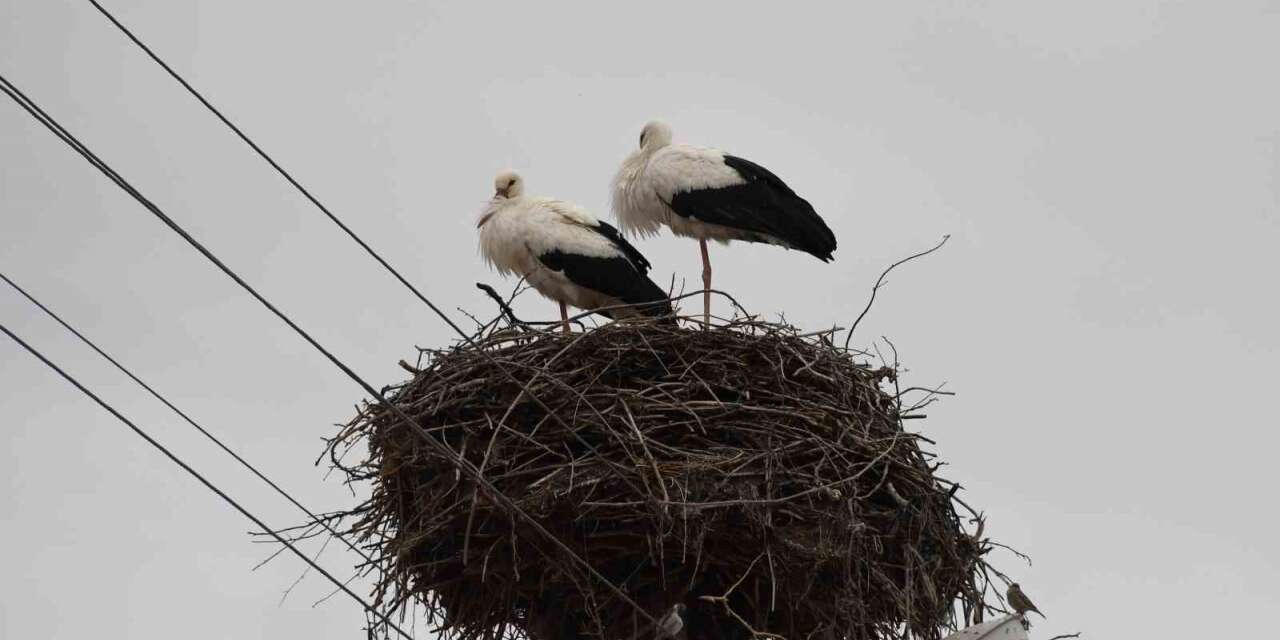 Yuvalarına dönen leylekler Yozgat’ta baharı müjdeledi