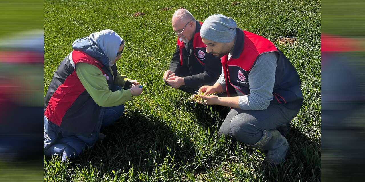 Bahşılı’da tarlalarda kırmızı alarm!