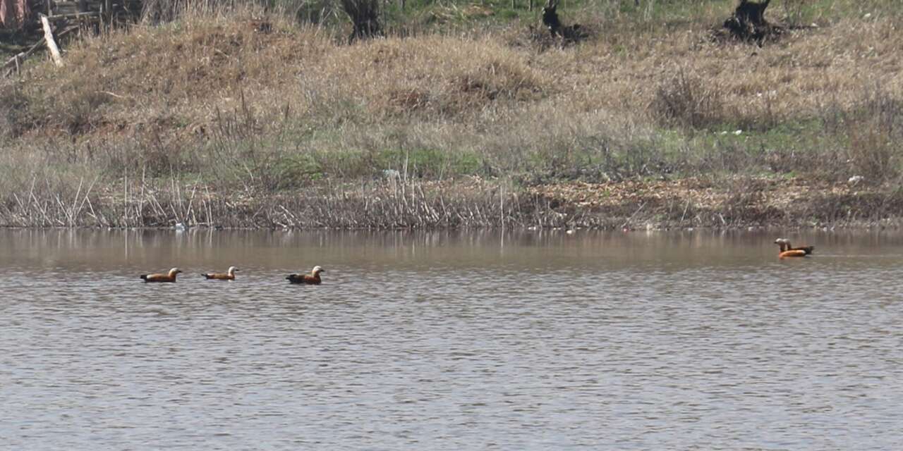 Kızılca göleti yeniden doldu