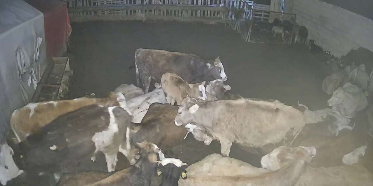 Ankara’daki bir köyde çiftliğe giren kurt sürüsü hayvanları telef etti