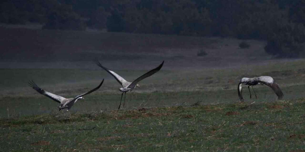 Kastamonu’da görsel şölen: Turna ailesi göç yolunda görüntülendi