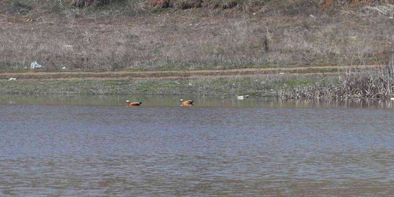 Ağustos ayında kurumaya başlayan Kızılca göleti yeniden doldu