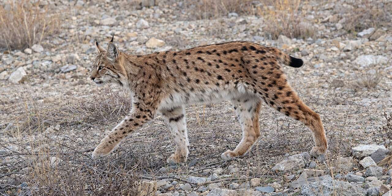 IUCN kırmızı listesinde yer alan hayalet Kırıkkale'de görüntülendi