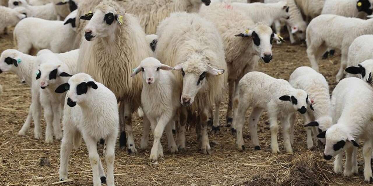 Küçükbaş üreticilerine hayvan desteği sağlanacak