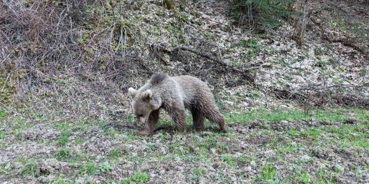 Kış uykusundan uyanan ayılar, ormanlık alanda beslenirken görüntülendi