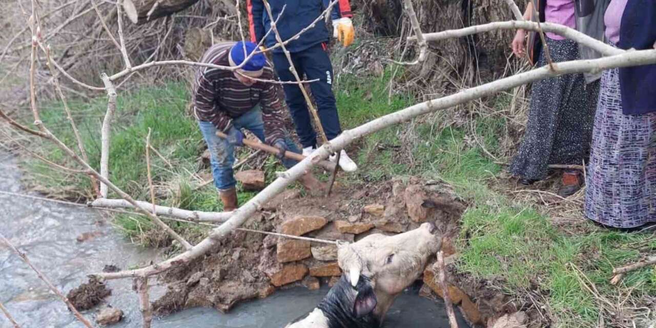 Yozgat’ta kuyuya düşen büyükbaş, AFAD ekiplerince kurtarıldı