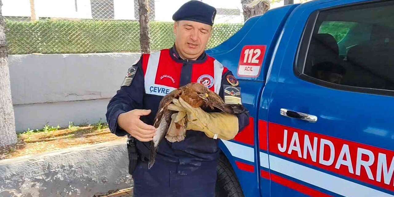 Yozgat’ta yaralı şahin koruma altına alındı