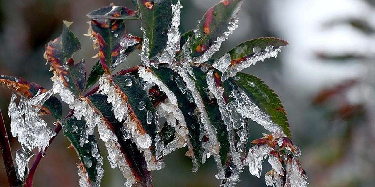 Zirai dona karşı üreticilere kritik çağrı