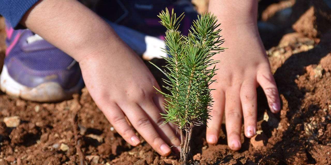 Yörük Türkmenleri gelecek için fidan dikecek