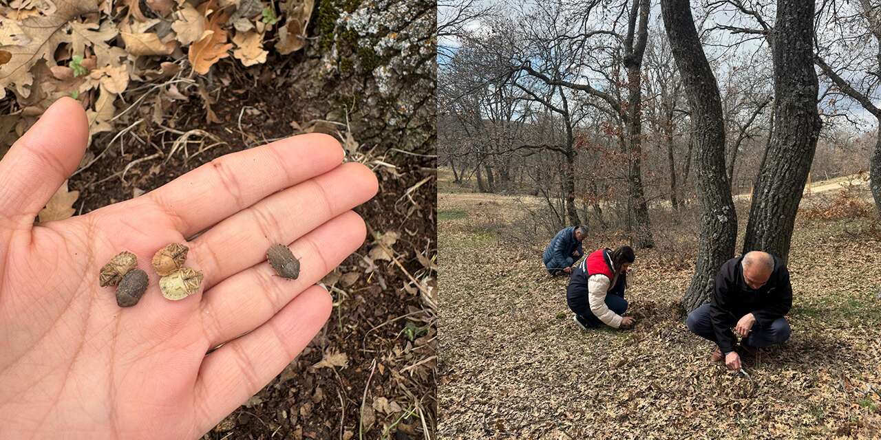 Süne ile mücadelede kışlak kontrolleri sürüyor
