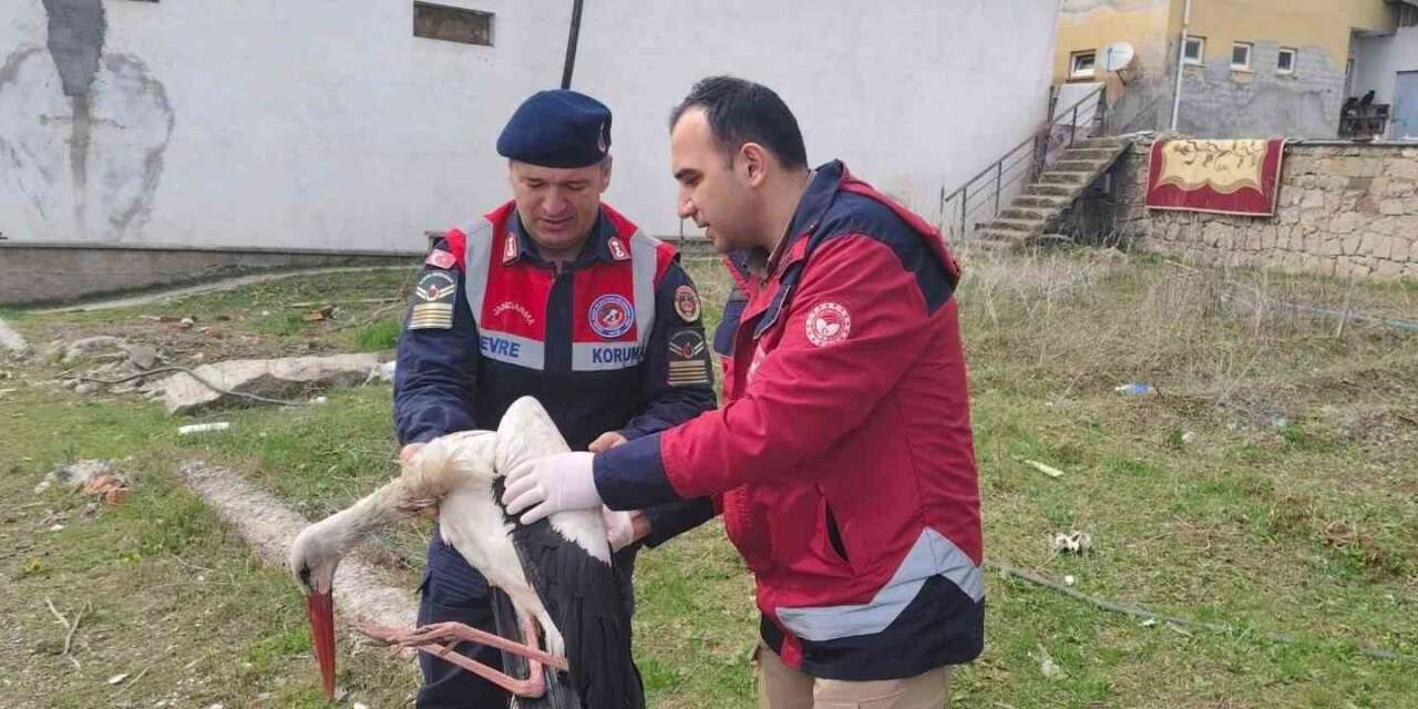 Hasta leylek koruma altına alındı