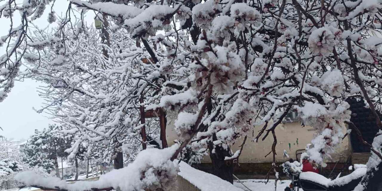 Çiçek açan ağaçlar yağan karla beyaza büründü