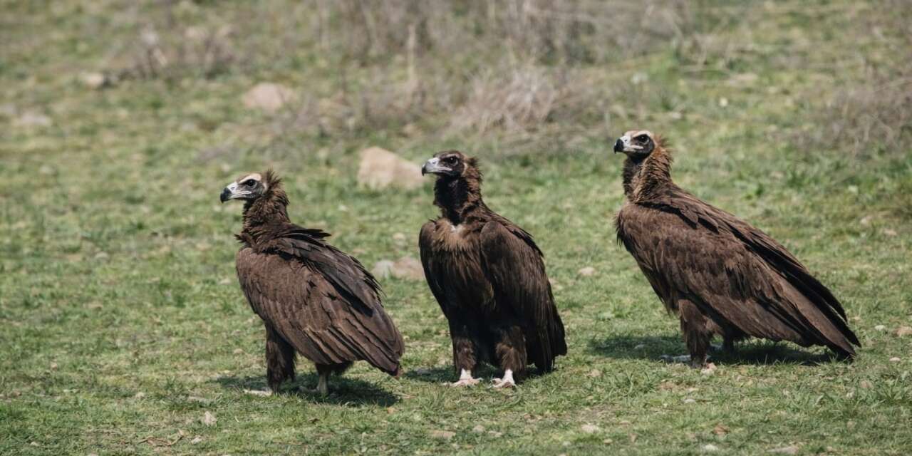Dev kanatlar Kızılcahamam’da görüntülendi