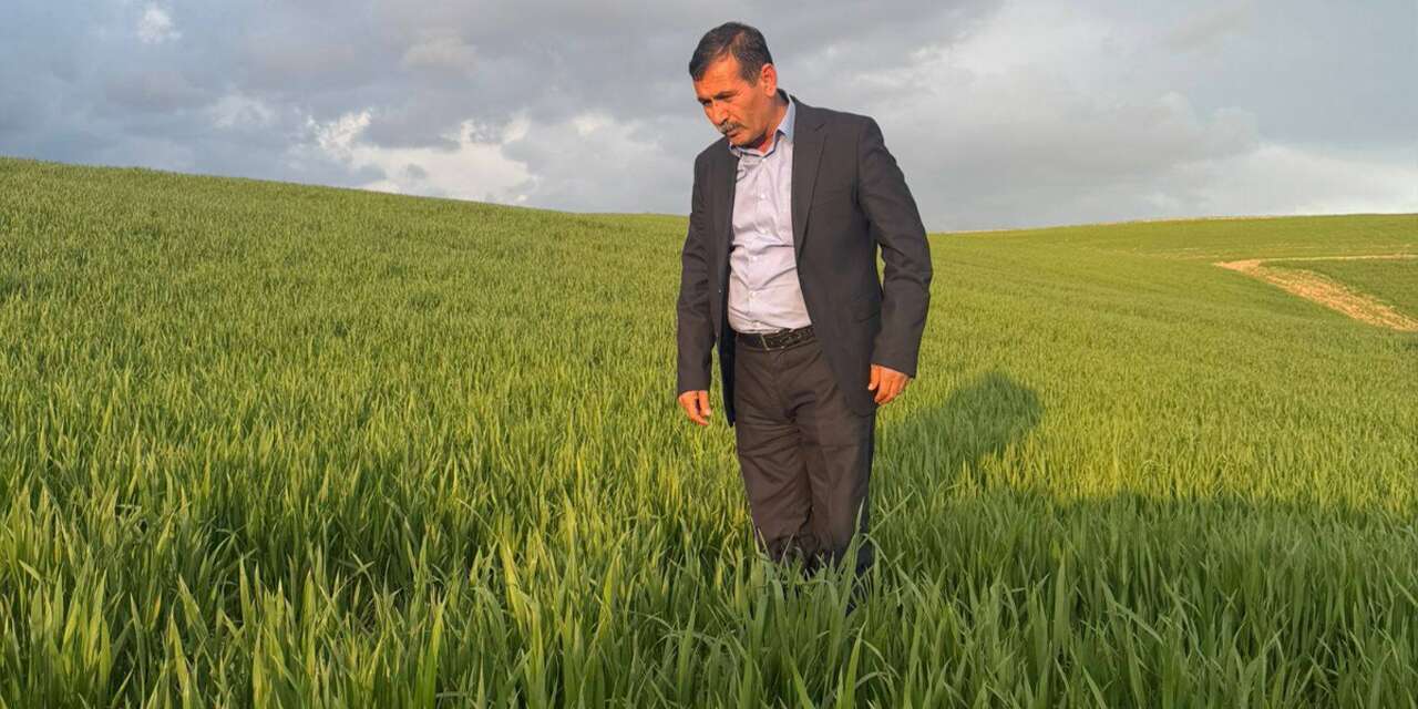 Yağışlar çiftçiye umut oldu: Bereketli bir sezon bekliyor