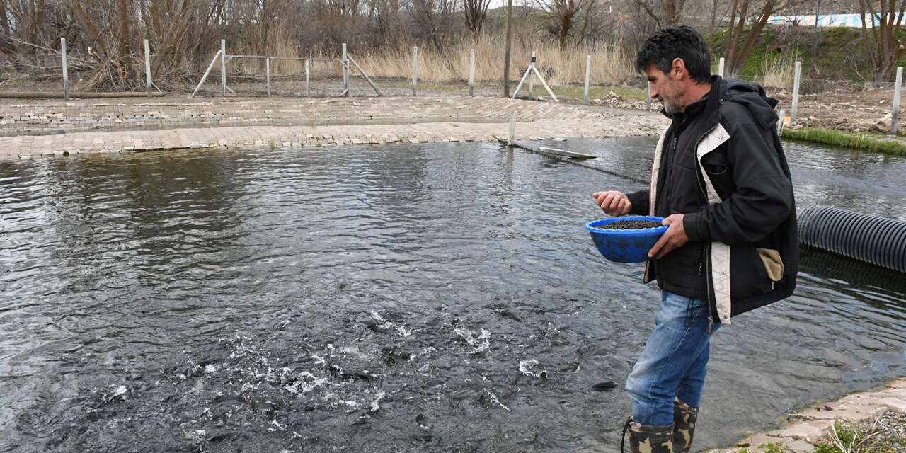 Kaynak suyunda yetişiyor, vatandaş taze taze alıp gidiyor