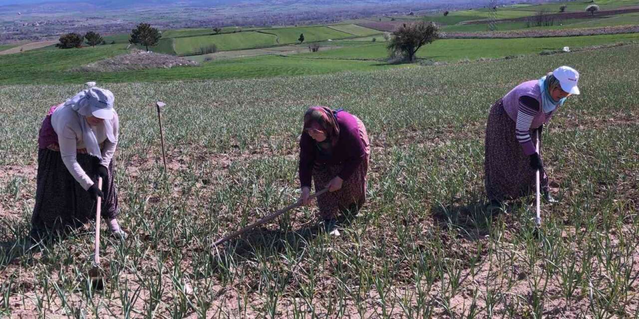 Taşköprü sarımsağı tarlalarındaki zararlı otları tek tek topluyorlar