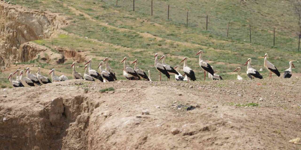 Leylekler, martılarla aynı alanda buluştu