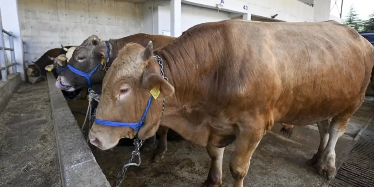 Kurban alacaklar dikkat: Dolandırılmayın!