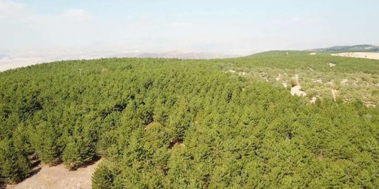 Kırıkkale’de doğadaki büyük tehlike! Canınızdan olabilirsiniz