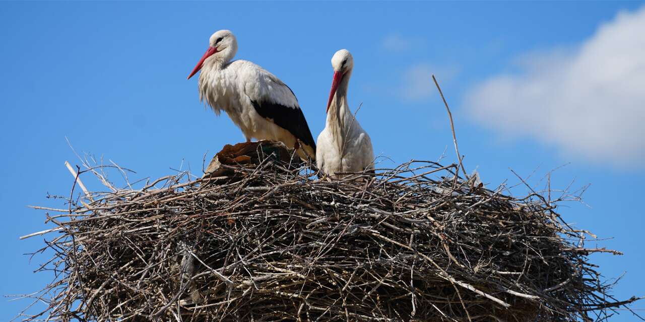 Esnaf merakla bekliyordu: Rüzgar ve Nergis yuvaya döndü