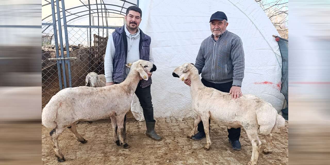 Demirbaş Besi Çiftliği’nde her bütçeye uygun kurbanlık